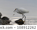 Egret eating fish 108912262