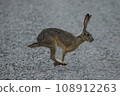 Bouncing rabbit 108912263
