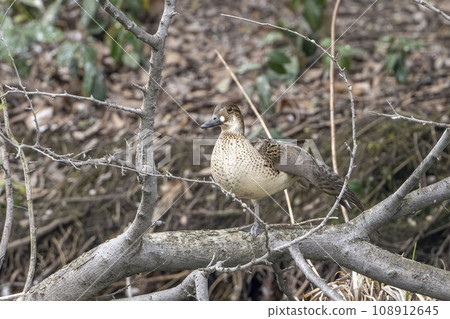 A female brown duck relaxing on a tree 108912645