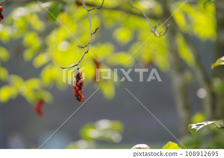 秋葉景觀 秋葉景觀 108912695