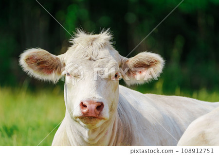 Peaceful Scene of White French Meat Cows Resting on Green Grass 108912751