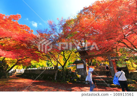 [兵庫縣] 紅葉時期的高源寺宗門 108913561