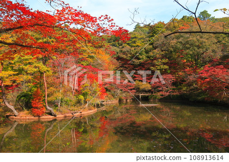[兵庫縣] 神戶市森林植物公園 長谷池的秋葉 108913614