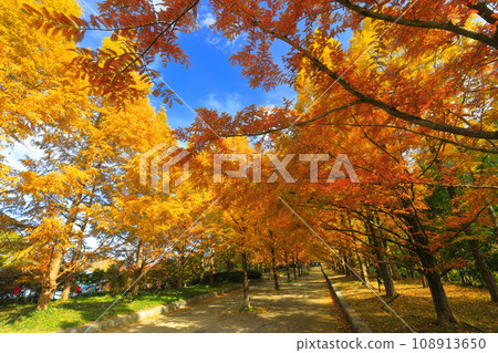[兵庫縣] 神戶市森林植物公園的水杉樹與秋葉 108913650