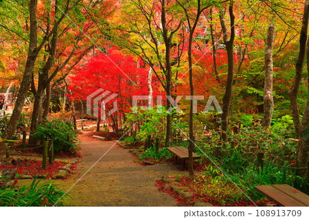 [Hyogo Prefecture] Autumn leaves at Zuihoji Park (Arima Onsen) 108913709