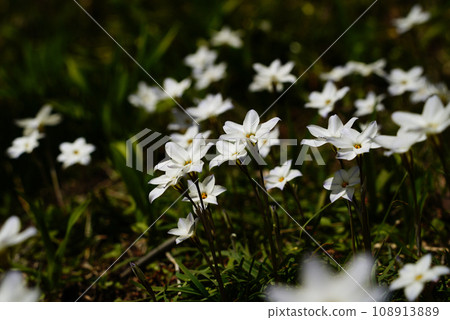 white flower, Hananilla 108913889