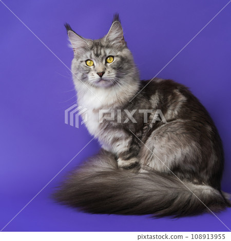 Square format view of Longhair Maine Coon Cat with yellow eyes looking at camera on blue background 108913955
