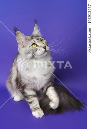 Playful Longhair Maine Coon Cat with yellow eyes sitting with one paw raised and looking up 108913957