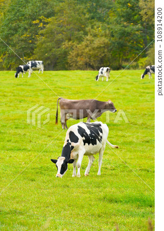 Cows grazing near Nakashibetsu Town, Shibetsu District, Hokkaido Cows grazing near Nakashibetsu Town, Shibetsu District, Hokkaido 108914200