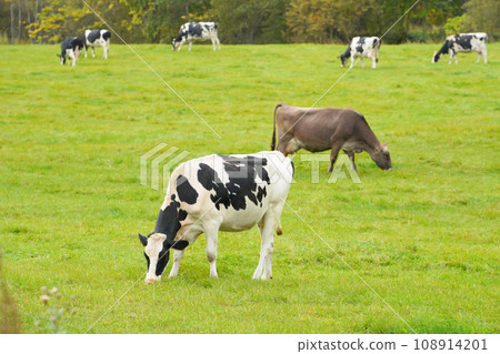 Cows grazing near Nakashibetsu Town, Shibetsu District, Hokkaido Cows grazing near Nakashibetsu Town, Shibetsu District, Hokkaido 108914201