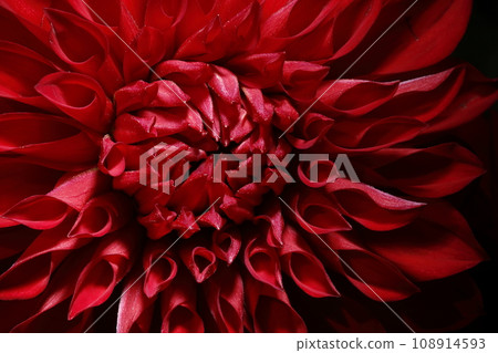 Dalia in full bloom Dalia in full bloom 108914593