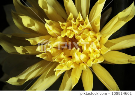 Dalia in full bloom 108914601