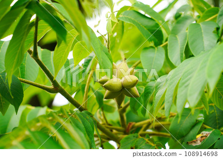 walnut with blue fruit walnut with blue fruit 108914698