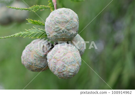 Numasgi(松樹)果實 Numasgi(松樹)果實 108914962