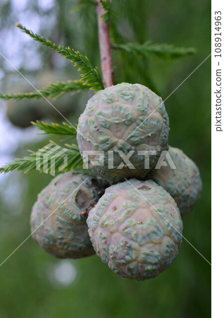 Numasgi (pine pine) fruit 108914963