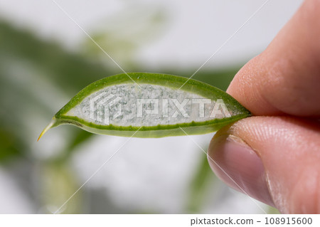 Aloe drops fall and moisturize the skin of female hands 108915600