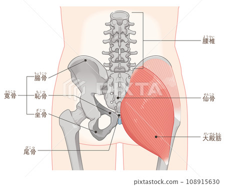 gluteus medius, gluteus medius, gluteus maximus, hip joint, pelvis, muscle 108915630