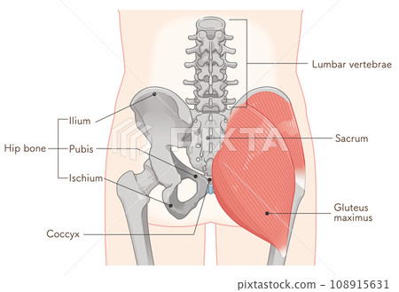 gluteus medius, gluteus medius, gluteus maximus, hip joint, pelvis, muscle gluteus medius, gluteus medius, gluteus maximus, hip joint, pelvis, muscle 108915631