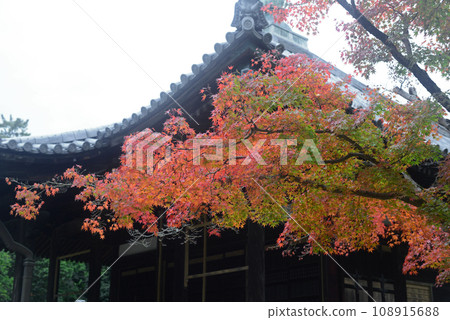 Gyokido Hall and autumn leaves in the grounds of Itami Konyoji Temple -1 108915688