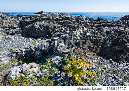 Flowers blooming on a spectacular rocky coast 108915717