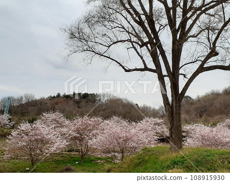 Wild cherry blossoms - flowers on dead trees Wild cherry blossoms - flowers on dead trees 108915930