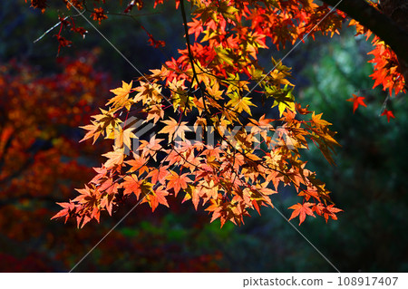 明亮的秋葉 明亮的秋葉 108917407