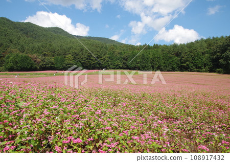 Beautiful pink buckwheat field 108917432