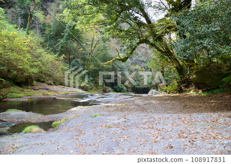 Autumn leaves in Kikuchi Valley Autumn leaves in Kikuchi Valley 108917831
