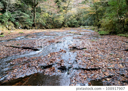 Kikuchi谷的秋葉 108917907