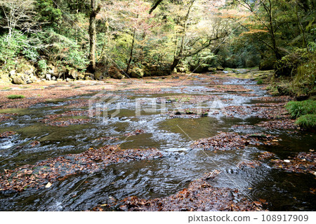 Kikuchi谷的秋葉 108917909