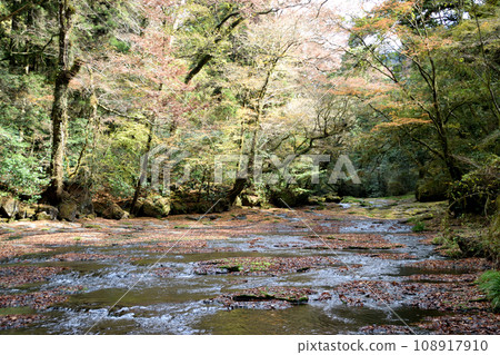 Autumn leaves of the Kikuchi Valley 108917910