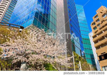 Cherry blossoms in front of Try Seven Roppongi, Roppongi, Minato-ku, Tokyo 108918608