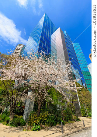 Cherry blossoms in front of Try Seven Roppongi, Roppongi, Minato-ku, Tokyo Cherry blossoms in front of Try Seven Roppongi, Roppongi, Minato-ku, Tokyo 108918613