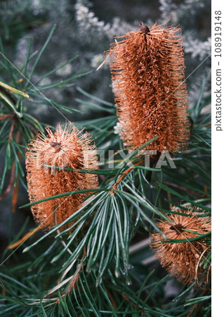 Heath Banksia Heath Banksia 108919148
