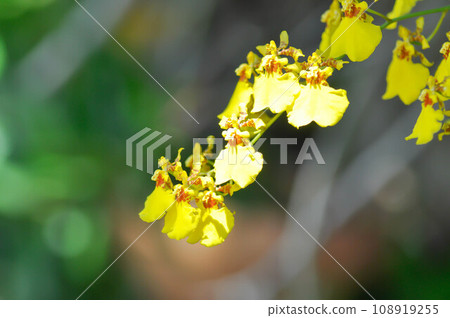 orchid or yellow orchid flower ,yellow oncidium 108919255