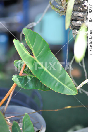 Philodendron billietiae Croat, Philodendron plant or orange stalk 108919257