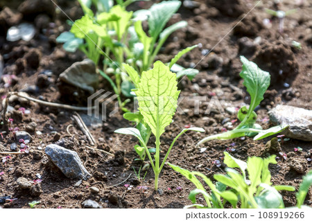 Oil rape leaves [young leaves] 108919266
