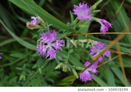 積丹半島神威岬的野生石竹 積丹半島神威岬的野生石竹 108919299