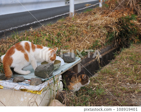 Cat waiting in line for food Cat waiting in line for food 108919401