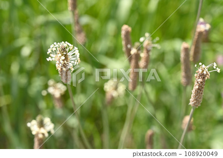 Plant: Planthill Fungaceae 108920049