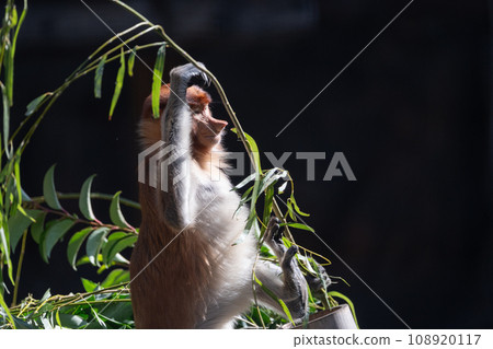 A relaxing proboscis monkey A relaxing proboscis monkey 108920117