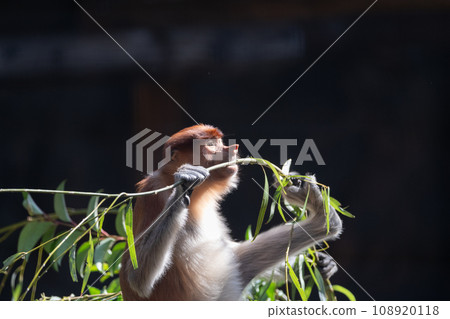 A relaxing proboscis monkey A relaxing proboscis monkey 108920118