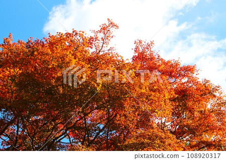 Tozaian秋葉 108920317