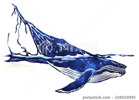 Leisurely whale illustration Leisurely whale illustration 108920995