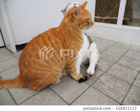 A cat staring at you 108921113