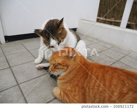 A cat staring at you A cat staring at you 108921172