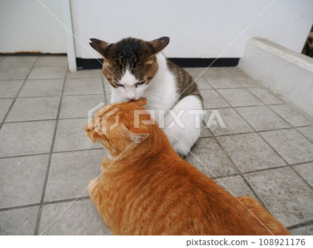 A cat staring at you 108921176