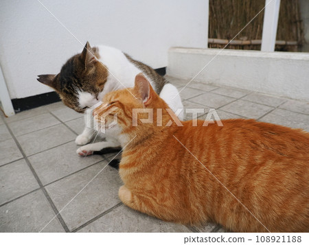 A cat staring at you A cat staring at you 108921188