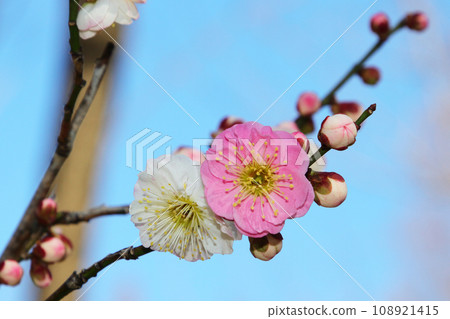 Plum blossoms in the blue sky 108921415