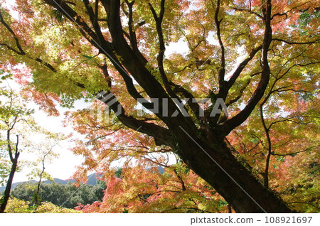 Taikoji寺廟秋葉 Taikoji寺廟秋葉 108921697